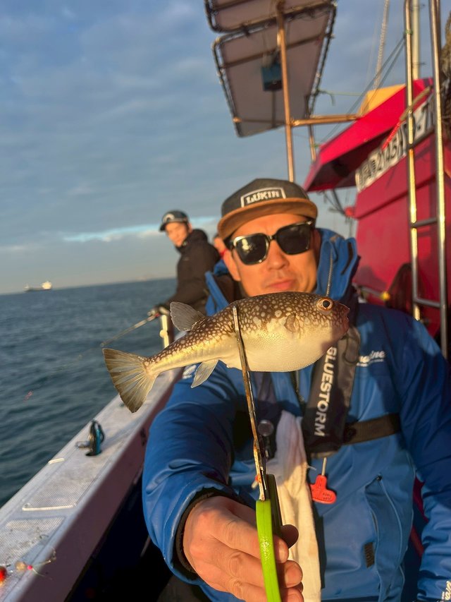 ショウサイフグ