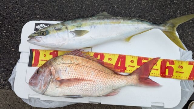 マダイ・ワラサ(ブリ)