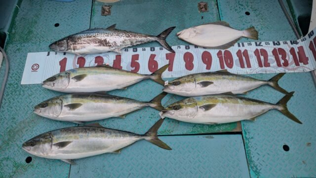 ブリ・サワラ・ヒラメ