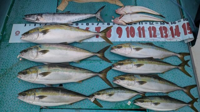 ブリ・ワラサ(ブリ)・サワラ・コチ(マゴチ)