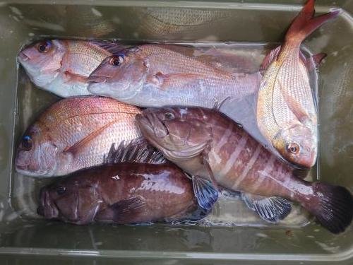 マダイ・マハタ