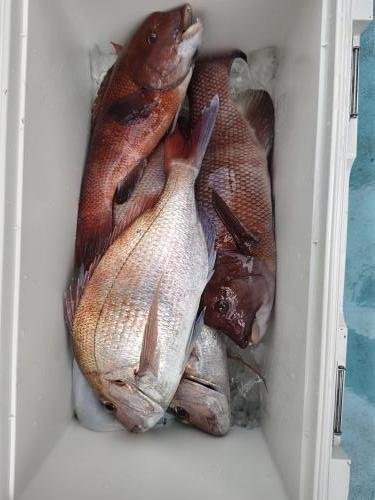 マダイ・コブダイ