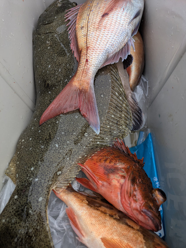 マダイ・カサゴ・ウスメバル・ヒラメ