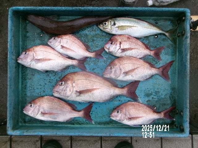 マダイ・ハナダイ(チダイ)