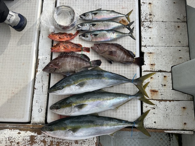 マハタ・イナダ(ブリ)・サバ(マサバ)・タチウオ・カサゴ