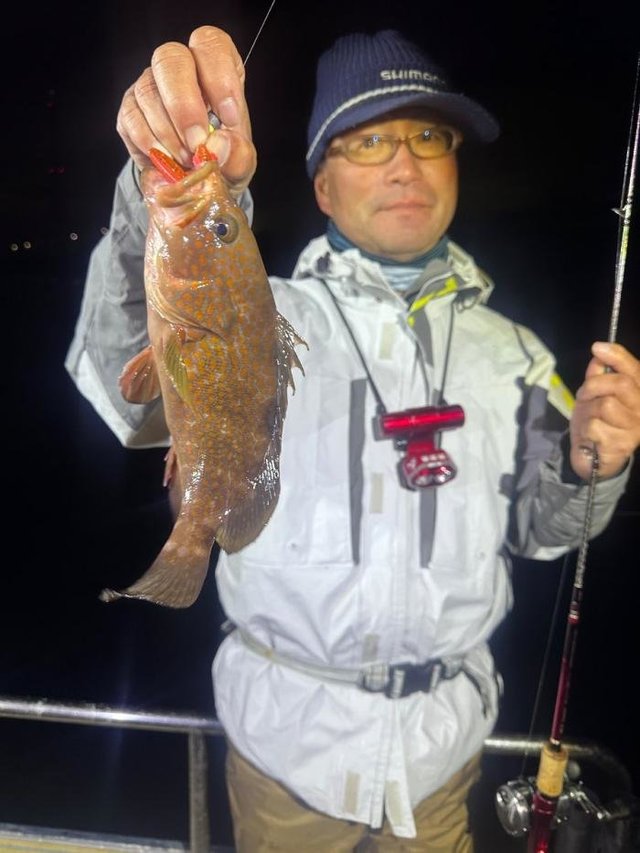 アコウ(キジハタ)