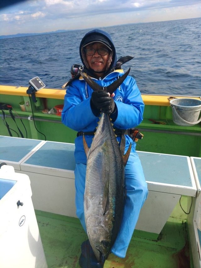 キメジ(キハダ)