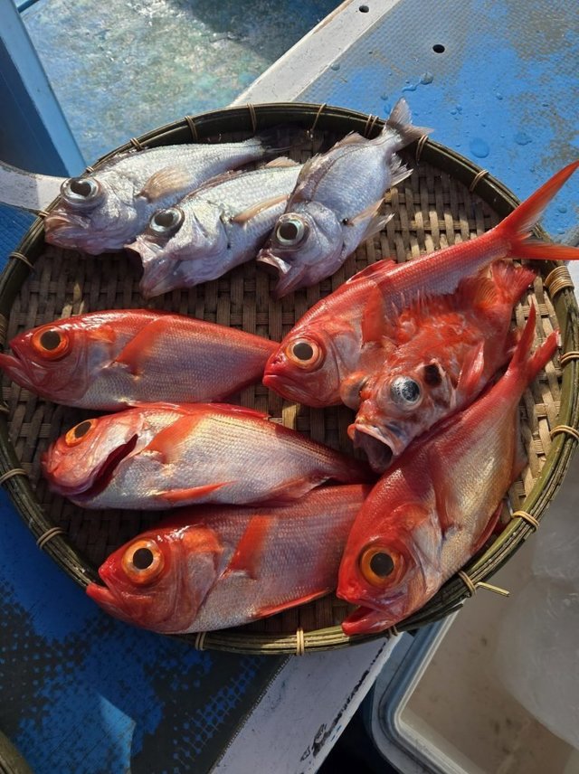 キンメダイ・シロムツ(オオメハタ)