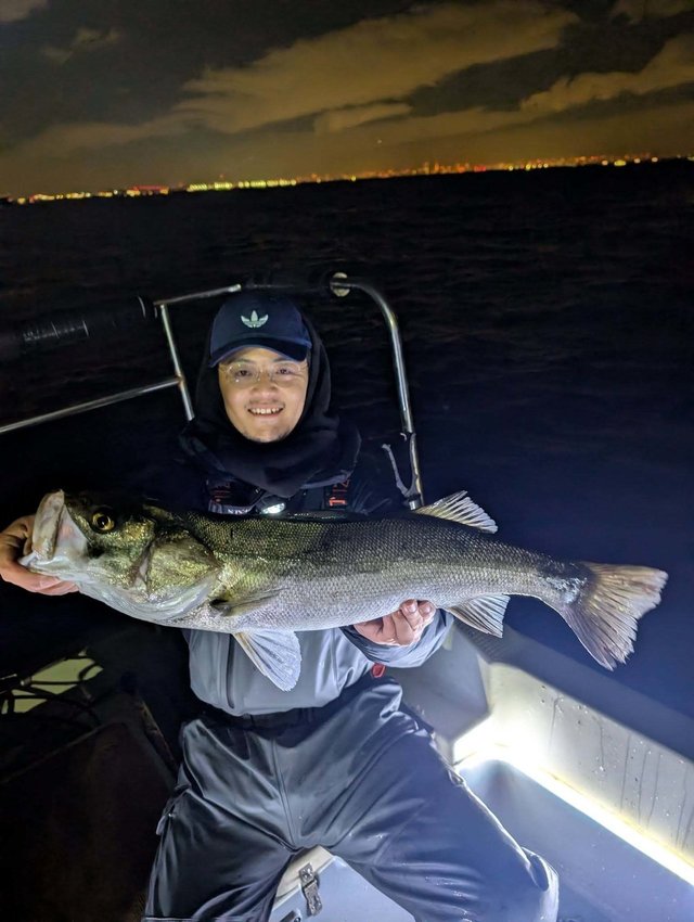 シーバス(スズキ)