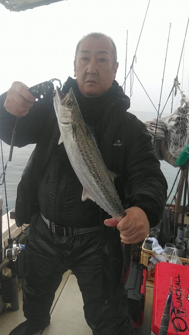 サゴシ(サワラ)