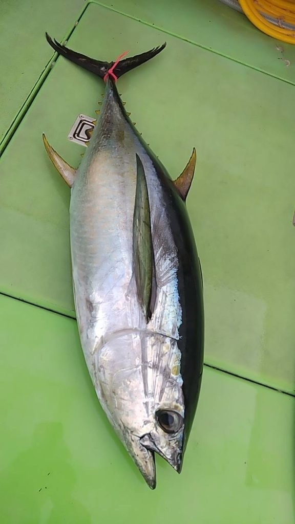 キメジ(キハダ)