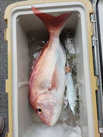 マダイ・アジ(マアジ)