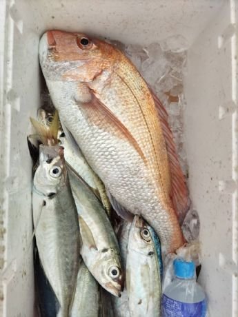 マダイ・アジ(マアジ)