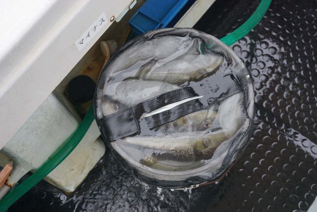 ショウサイフグ