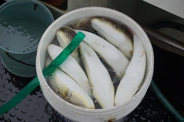 ショウサイフグ