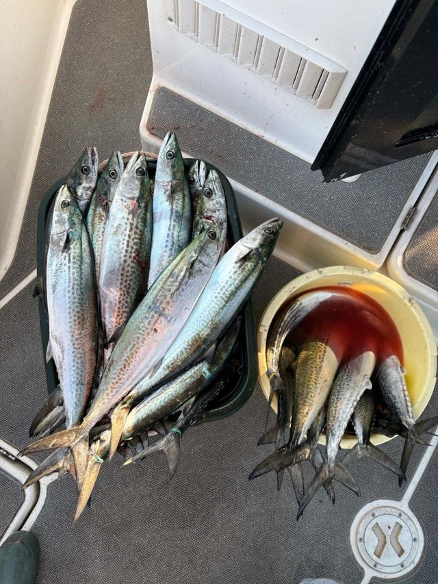 サゴシ(サワラ)