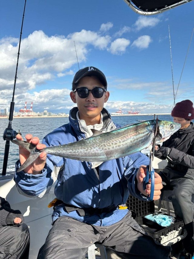 サゴシ(サワラ)