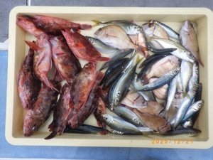 タイ(マダイ)・アジ(マアジ)・カサゴ