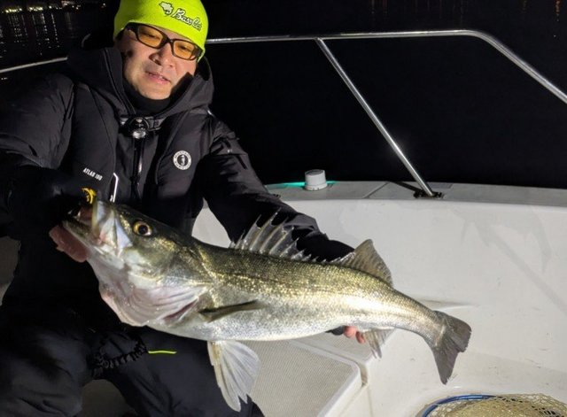 シーバス(スズキ)