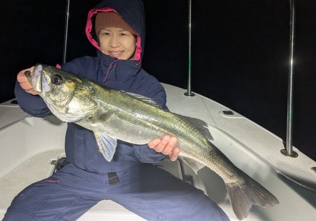 シーバス(スズキ)