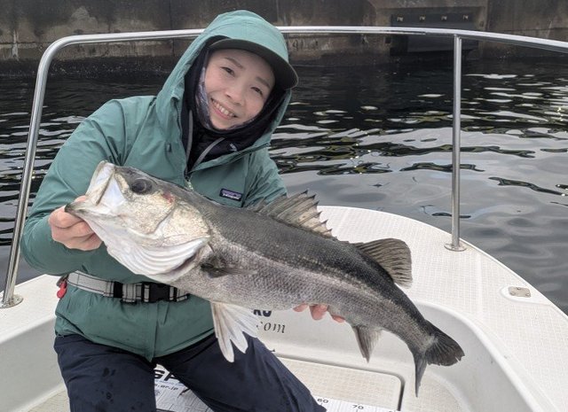 シーバス(スズキ)