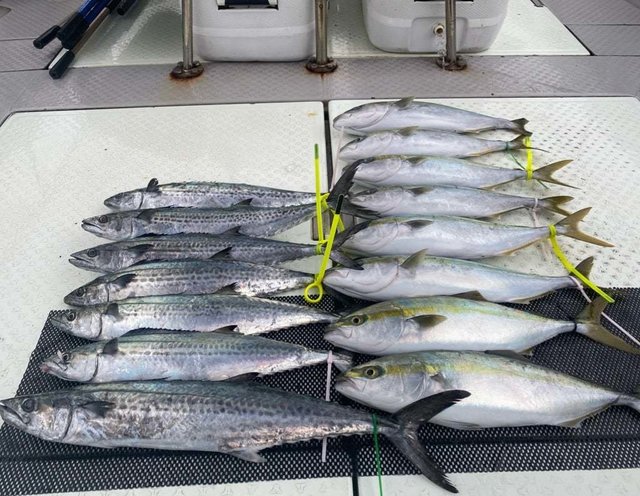 ハマチ(ブリ)・サワラ