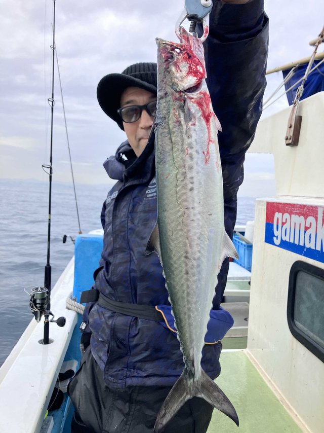 サゴシ(サワラ)