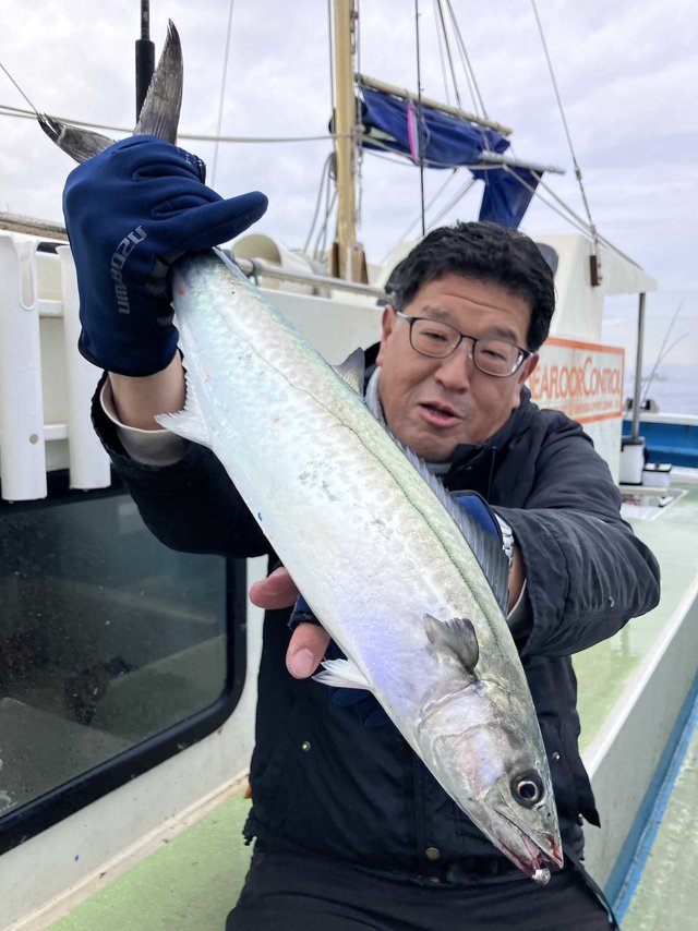 サゴシ(サワラ)