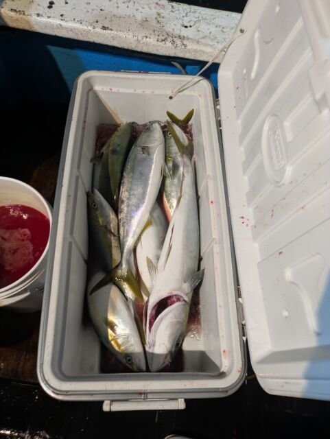 ワラサ(ブリ)・ハマチ(ブリ)