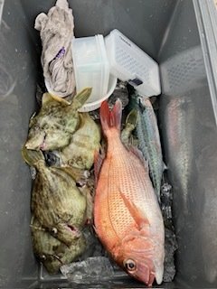 マダイ・カワハギ