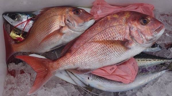 マダイ・サバ(ゴマサバ)