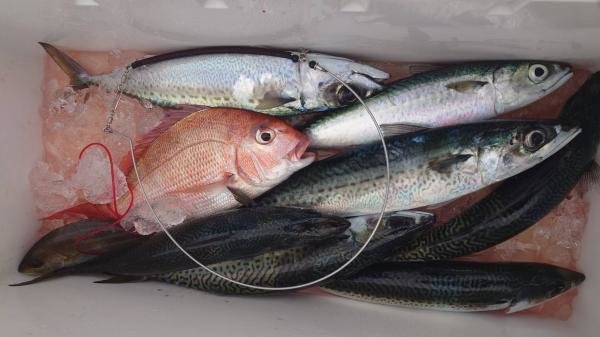 マダイ・サバ(ゴマサバ)