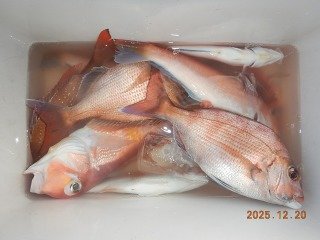 マダイ・アマダイ(アカアマダイ)