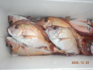 マダイ・アマダイ(アカアマダイ)