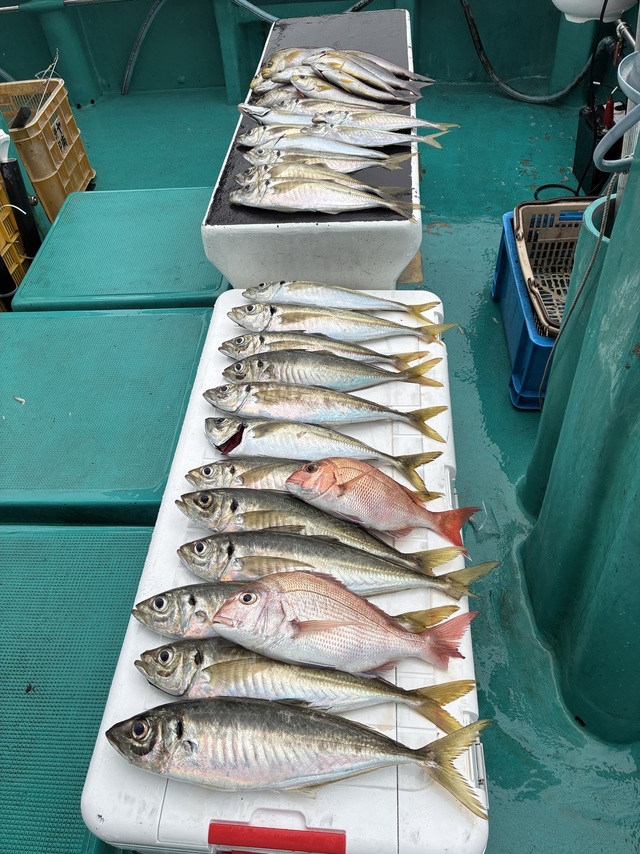 マダイ・マアジ