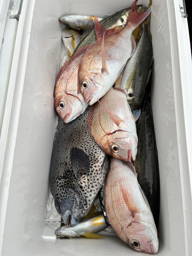 マダイ・イシガキダイ・マアジ