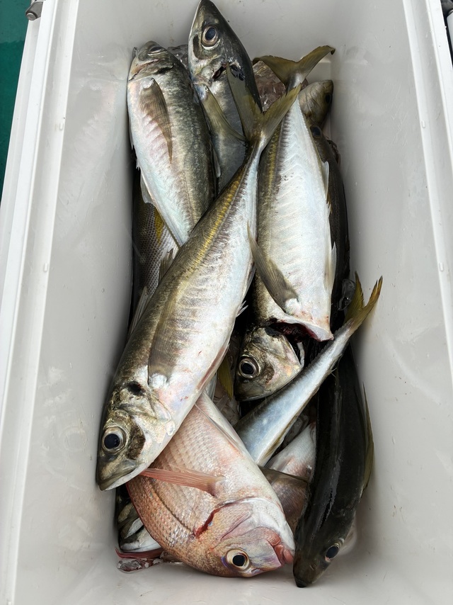 マダイ・マアジ