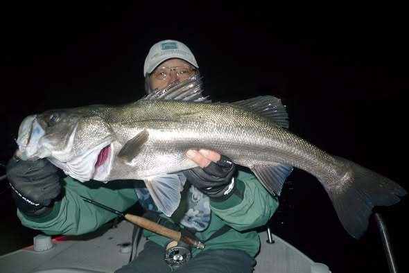 シーバス(スズキ)