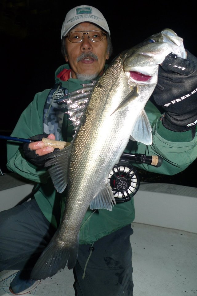 シーバス(スズキ)