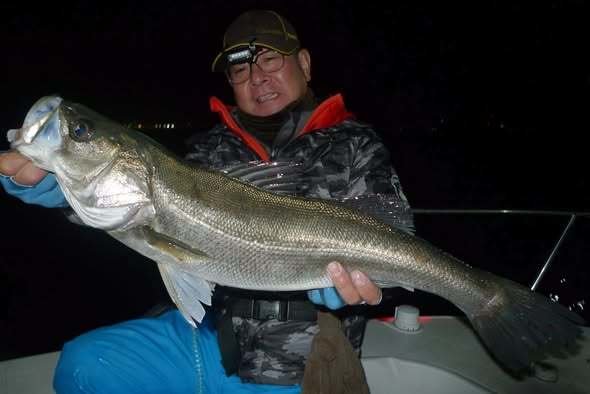 シーバス(スズキ)