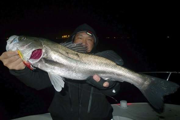 シーバス(スズキ)