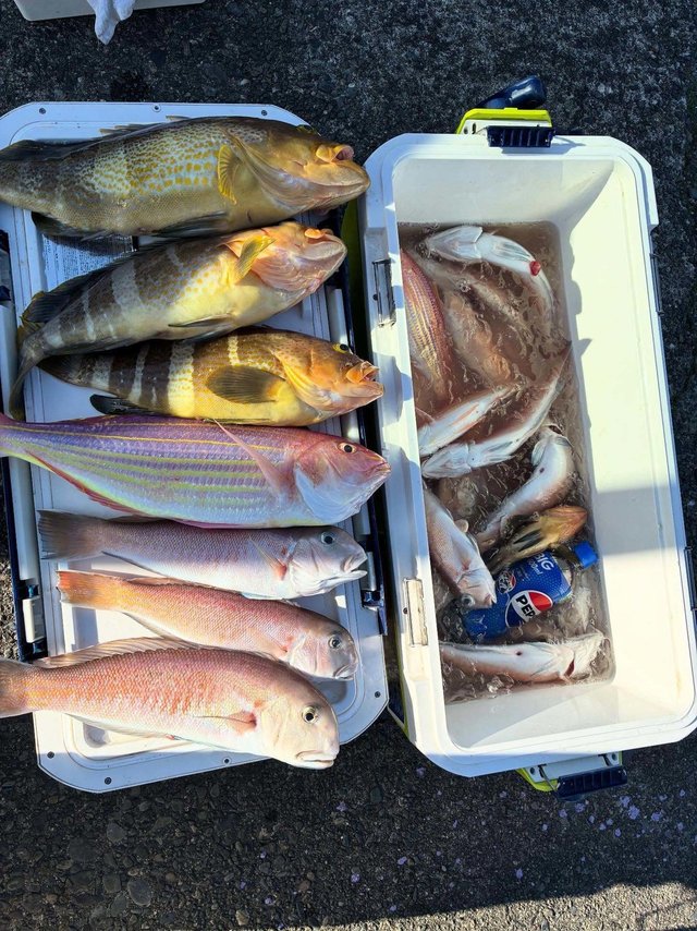 アオハタ・シロアマダイ・イトヨリ(イトヨリダイ)