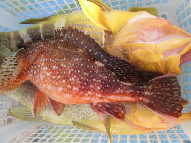 ガシラ(カサゴ)・ハタ(アオハタ)