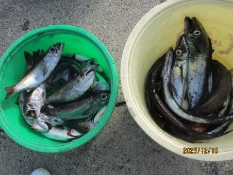 クロムツ・スミヤキ(クロシビカマス)・シロムツ(オオメハタ)