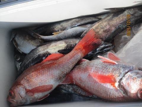 クロムツ・アカムツ・スミヤキ(クロシビカマス)