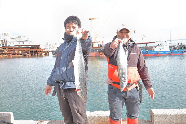 サゴシ(サワラ)