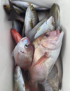 マダイ・イサキ・ウマヅラハギ