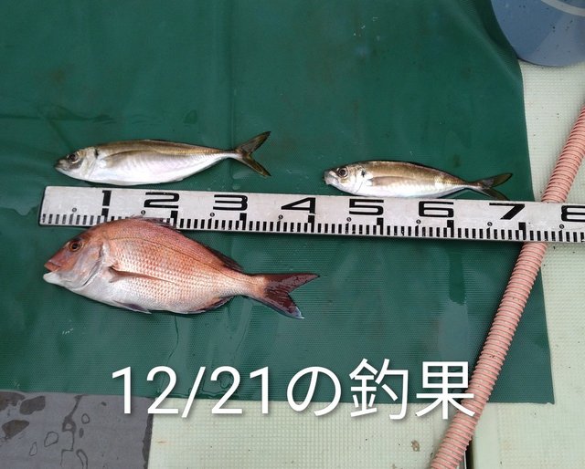 マダイ・マアジ