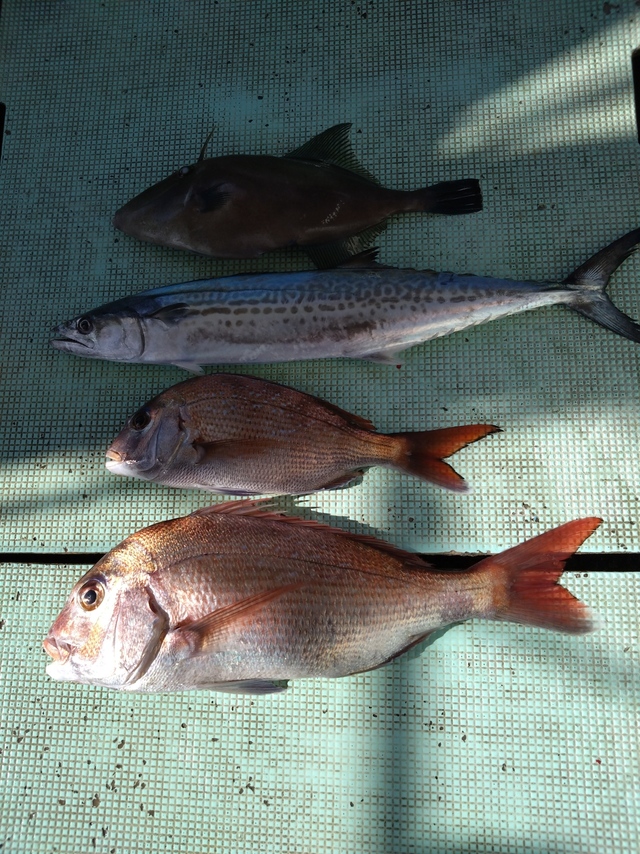 タイ(マダイ)・サゴシ(サワラ)・ウマヅラハゲ(ウマヅラハギ)