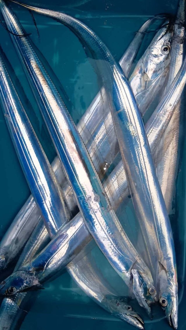 タチ(タチウオ)